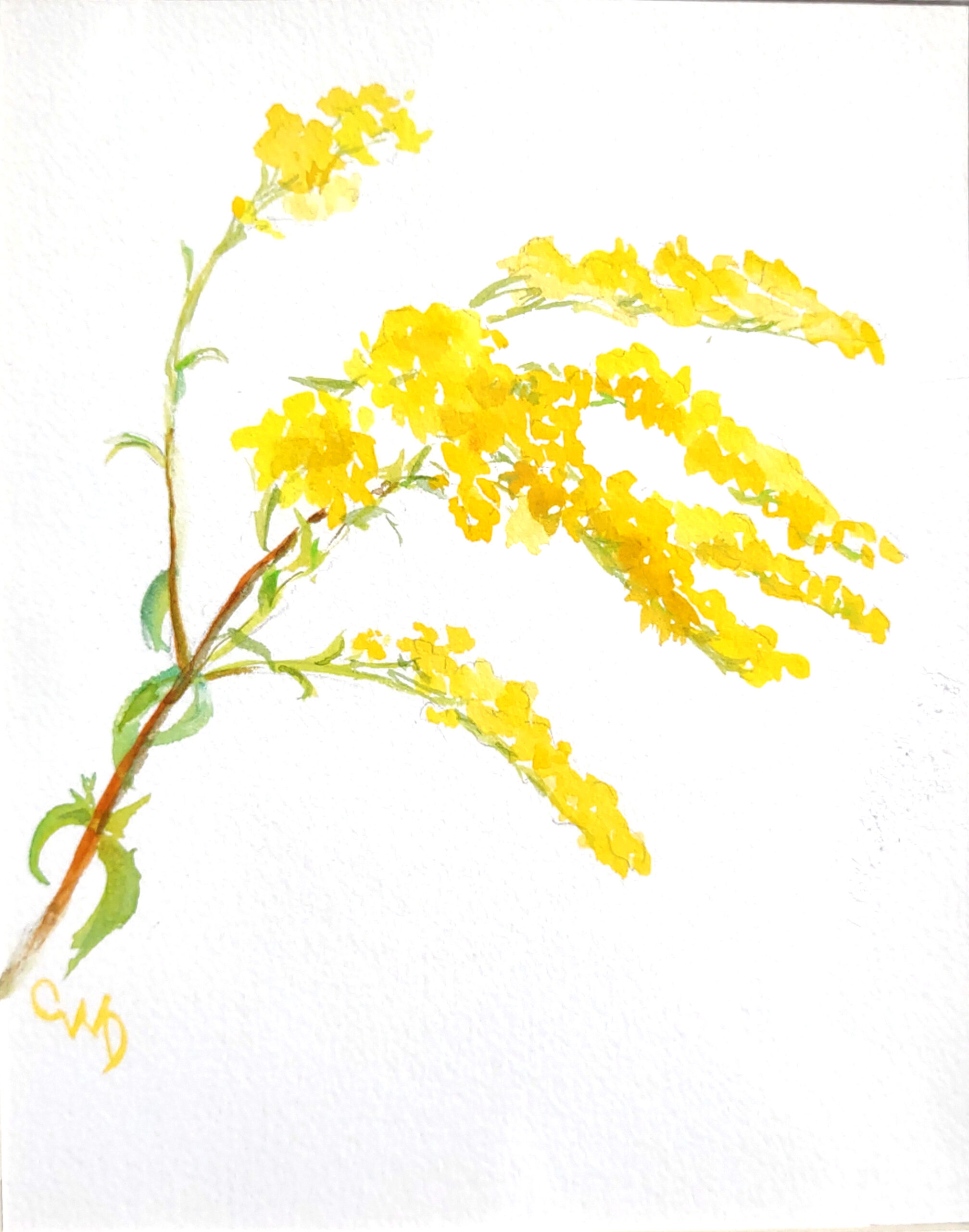 Goldenrod, watercolor, 8X10, matted in presentation sleeve, $90, Carol Durkee. The artist has designated 100% of this sale to go to the library fund.