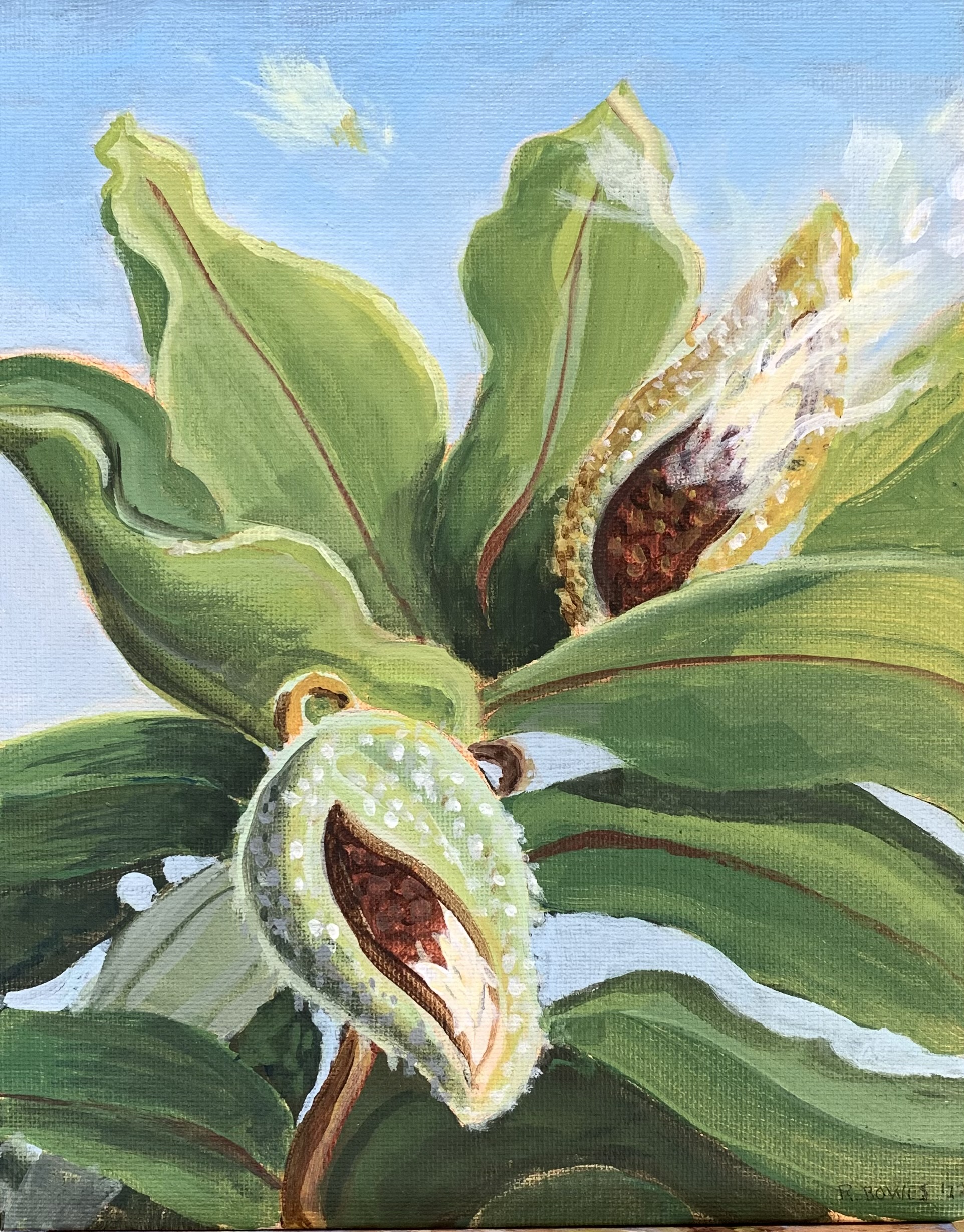 Common Milkweed, 8X10, acrylic on board, Rebecca Bowes, $50. The artist has designated 100% of this sale to go to the library fund.