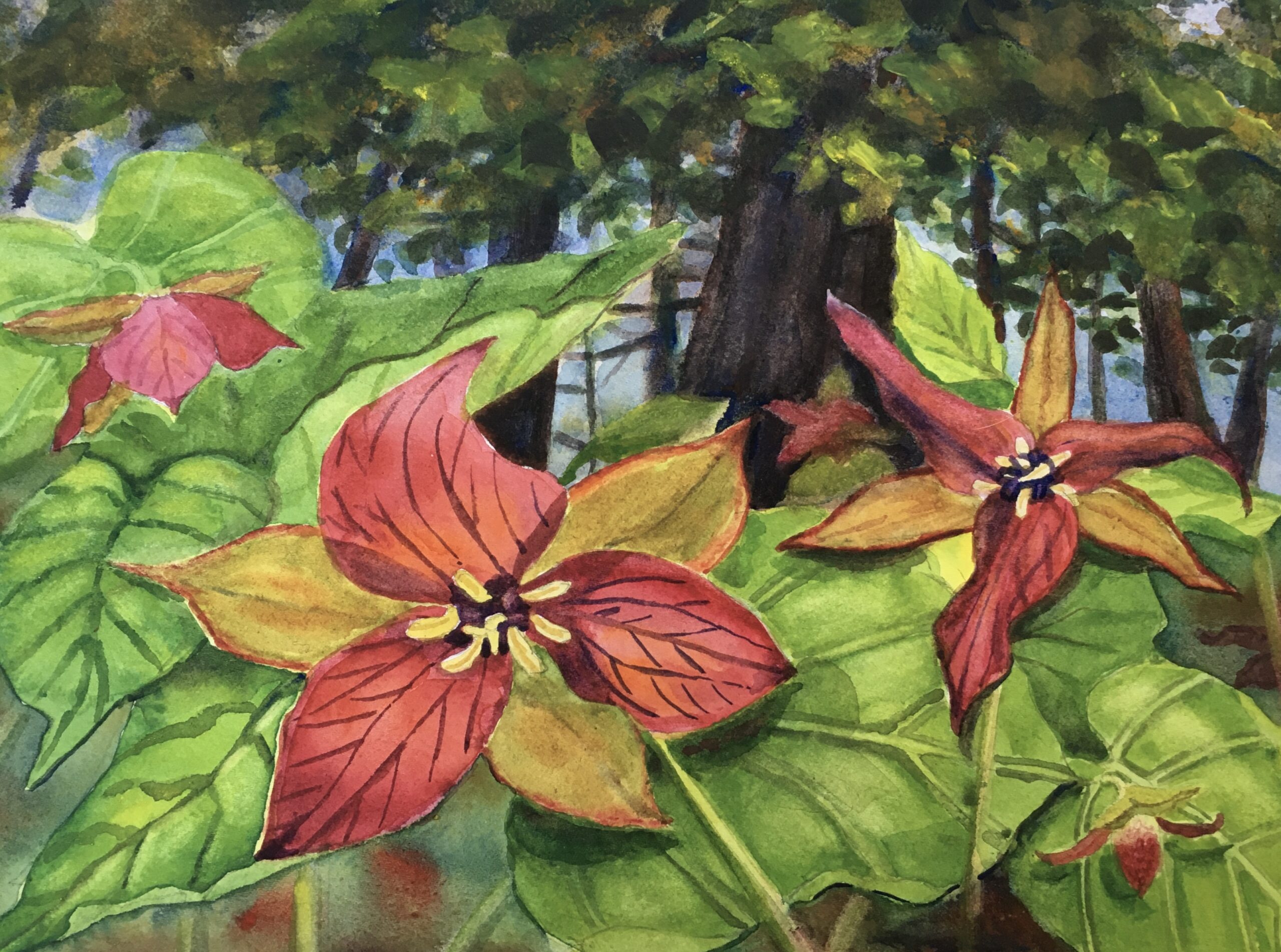 Trilliums, watercolor, 8x10, $125, Cassie Sano.