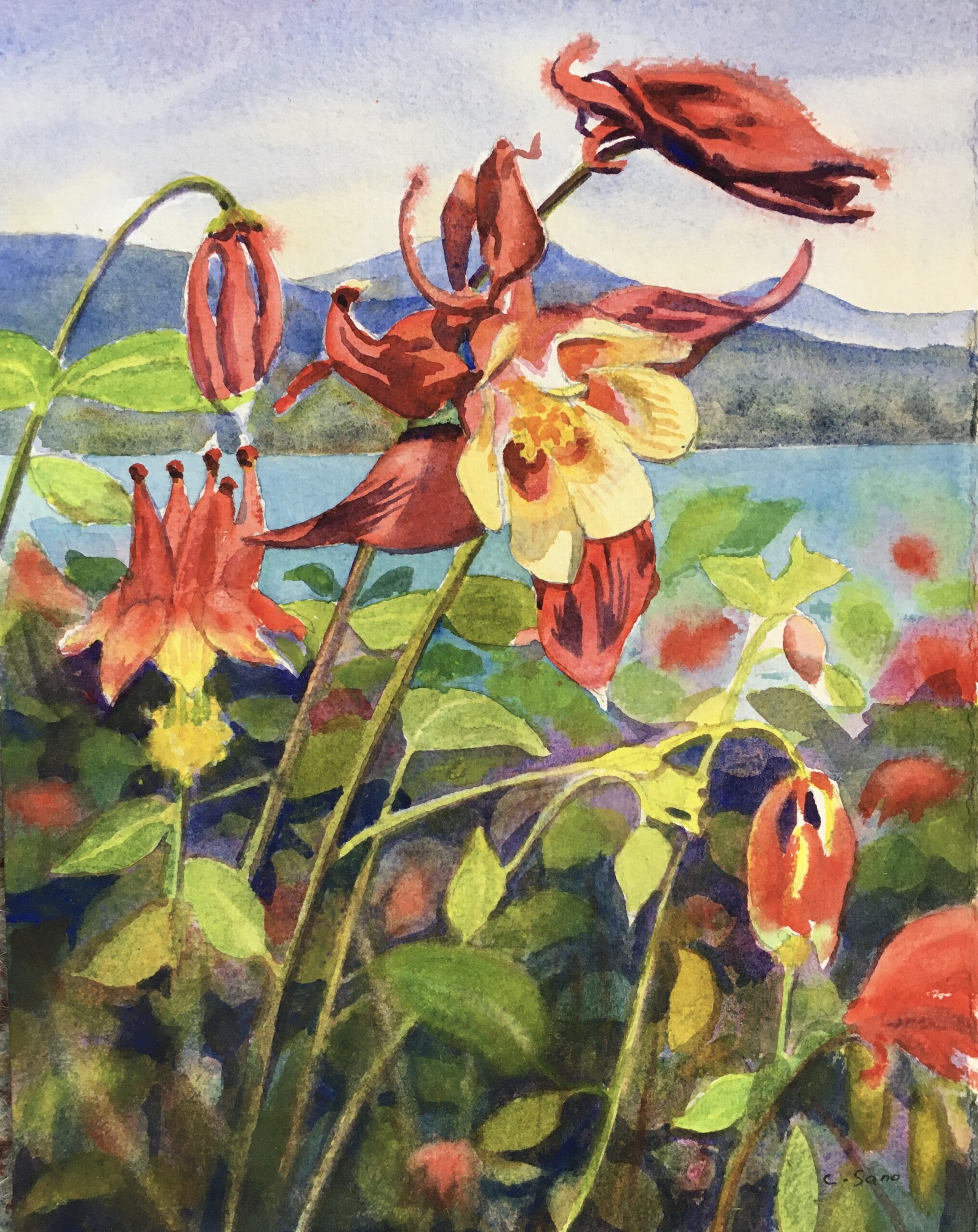 Red columbine, watercolor, 8x10, $125, Cassie Sano.