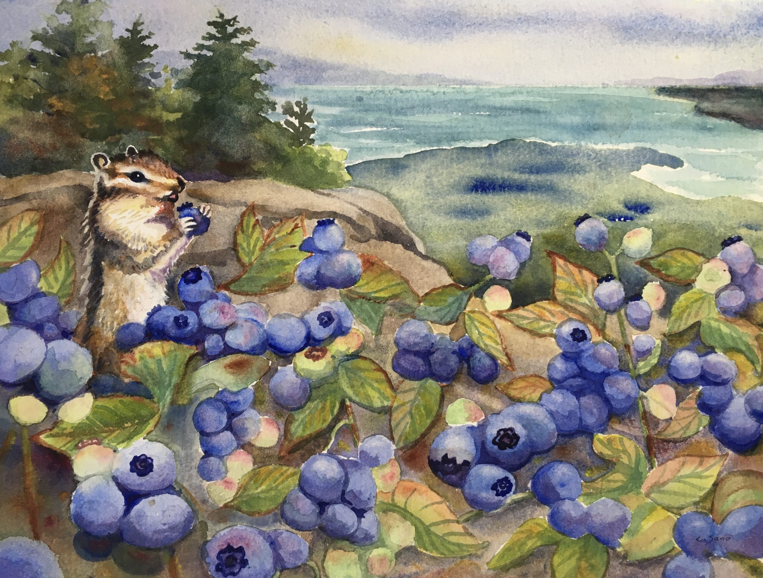 Blueberries on the Summit, 9x12, watercolor, $190, matted, Cassie Sano