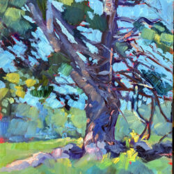 Mature Eastern White Pine