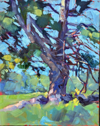 Mature Eastern White Pine